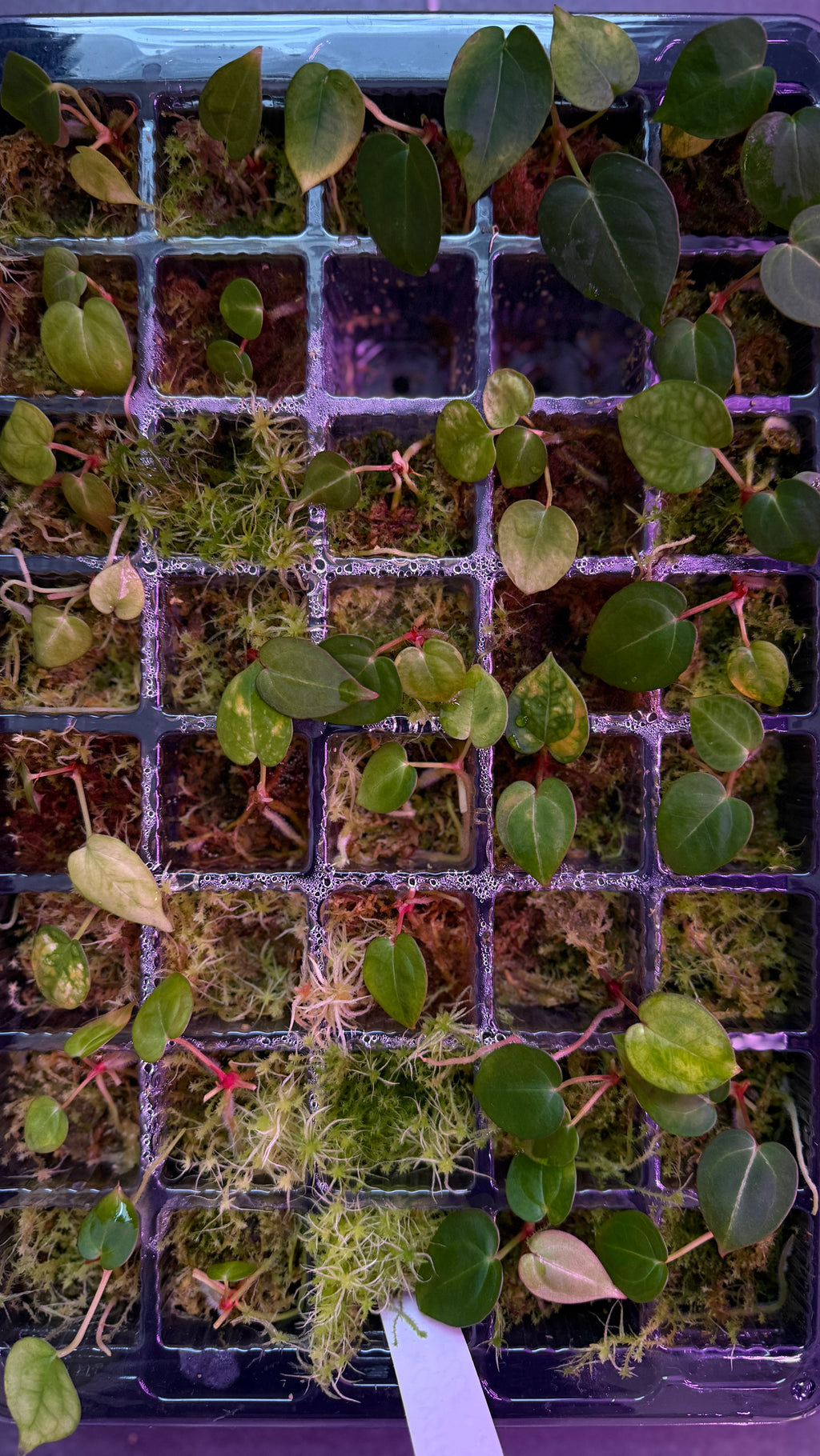 Anthurium (DRESSLERI x CRYSTALLINUM) X MICHELLE | Seedlings