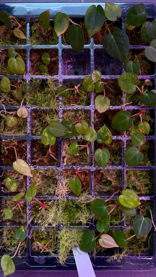 Anthurium (Dressleri x Crystallinum) X M | 1 plantule