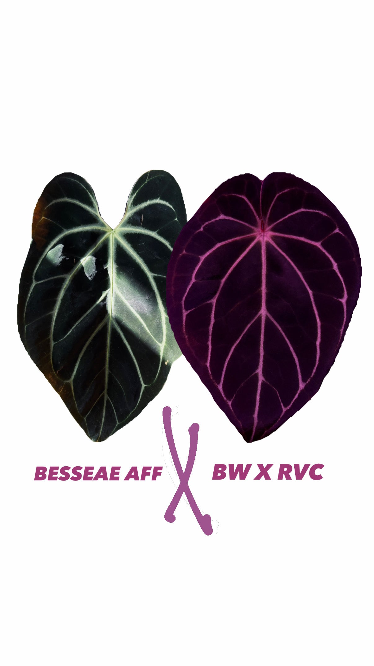 Anthurium Besseae aff X (BW x RVC)