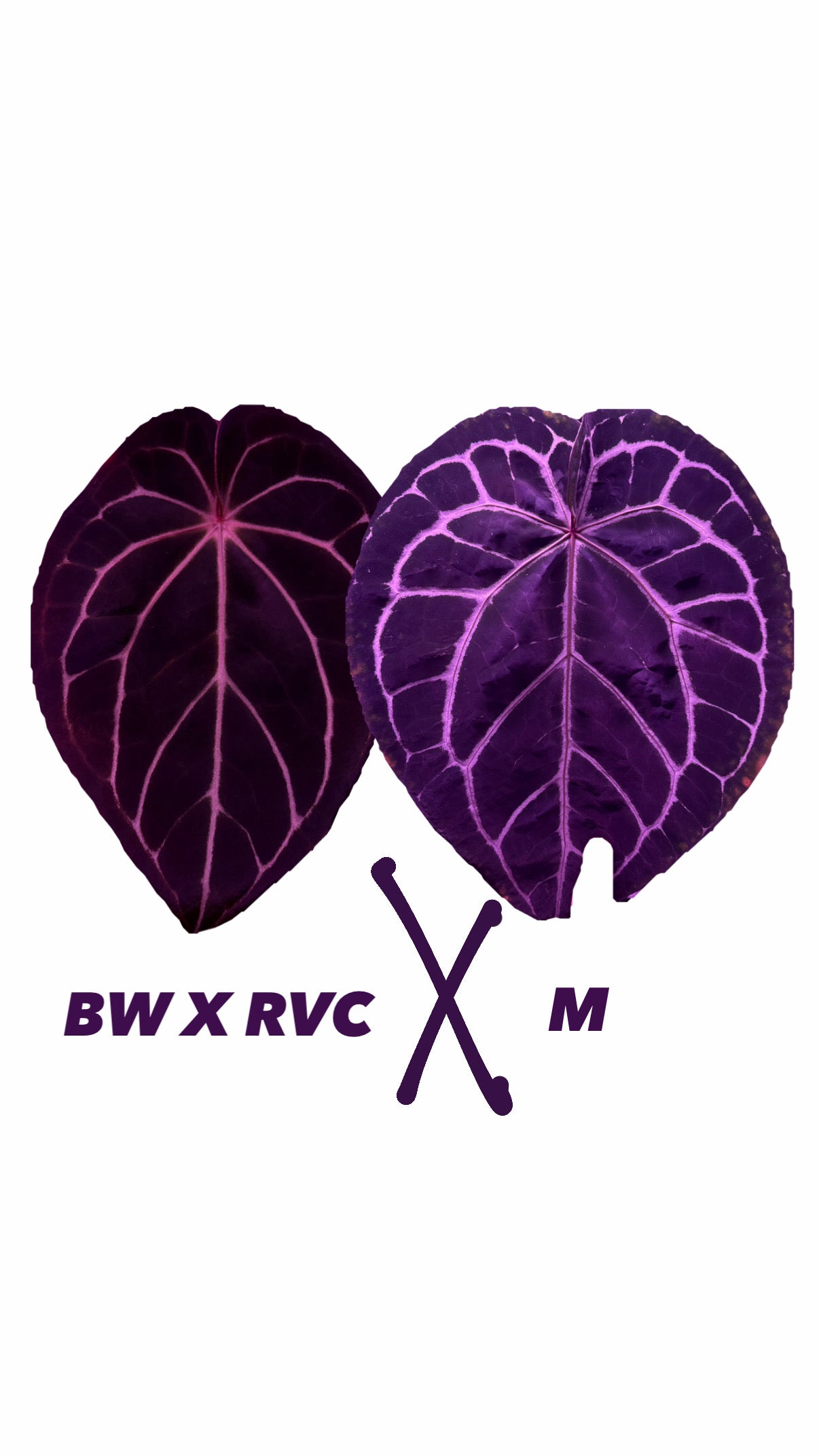 Anthurium (BW x RVC) Z2 X M