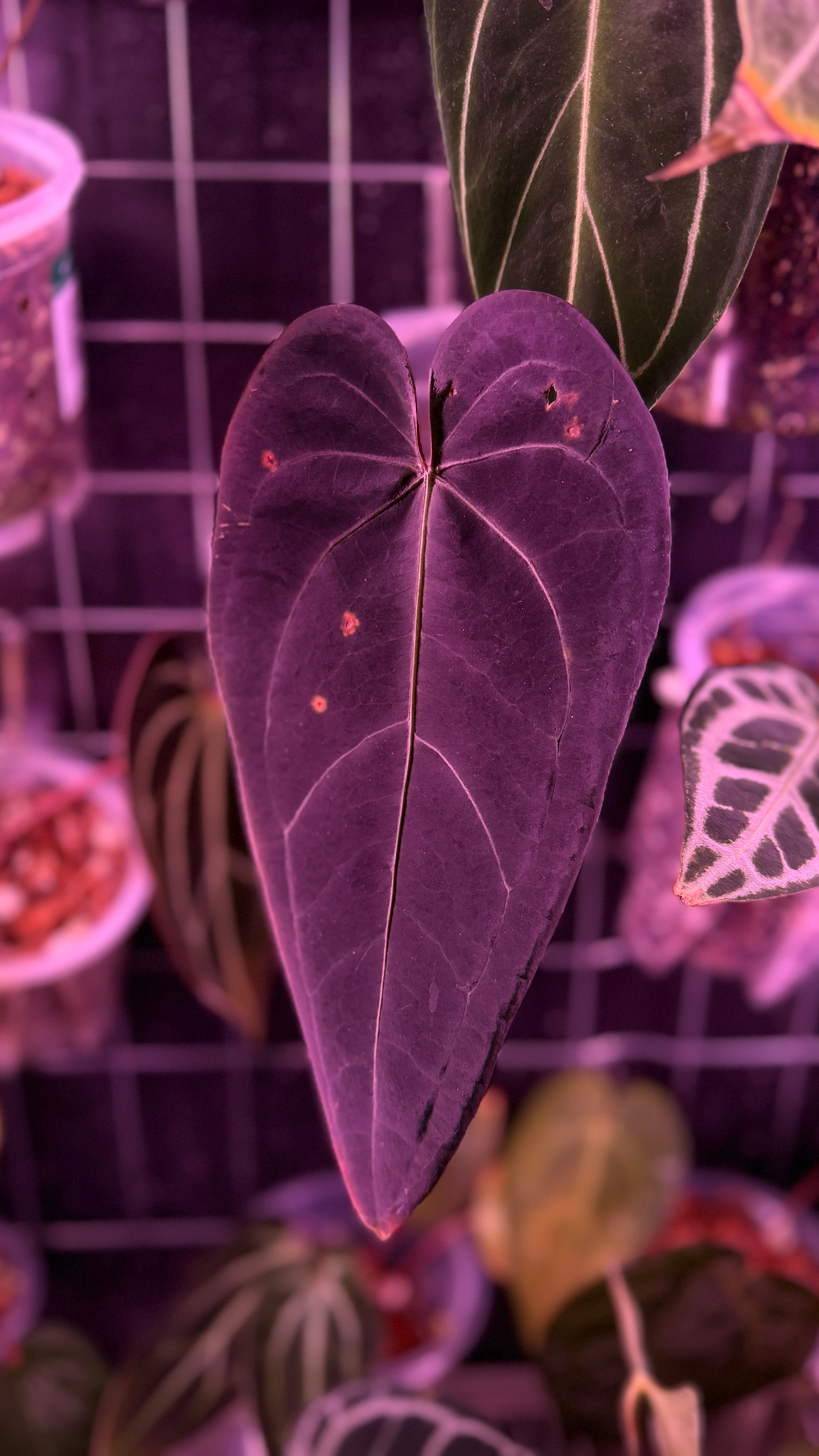 Anthurium Dark & Handsome X Red Velvet Cake Z1 selected