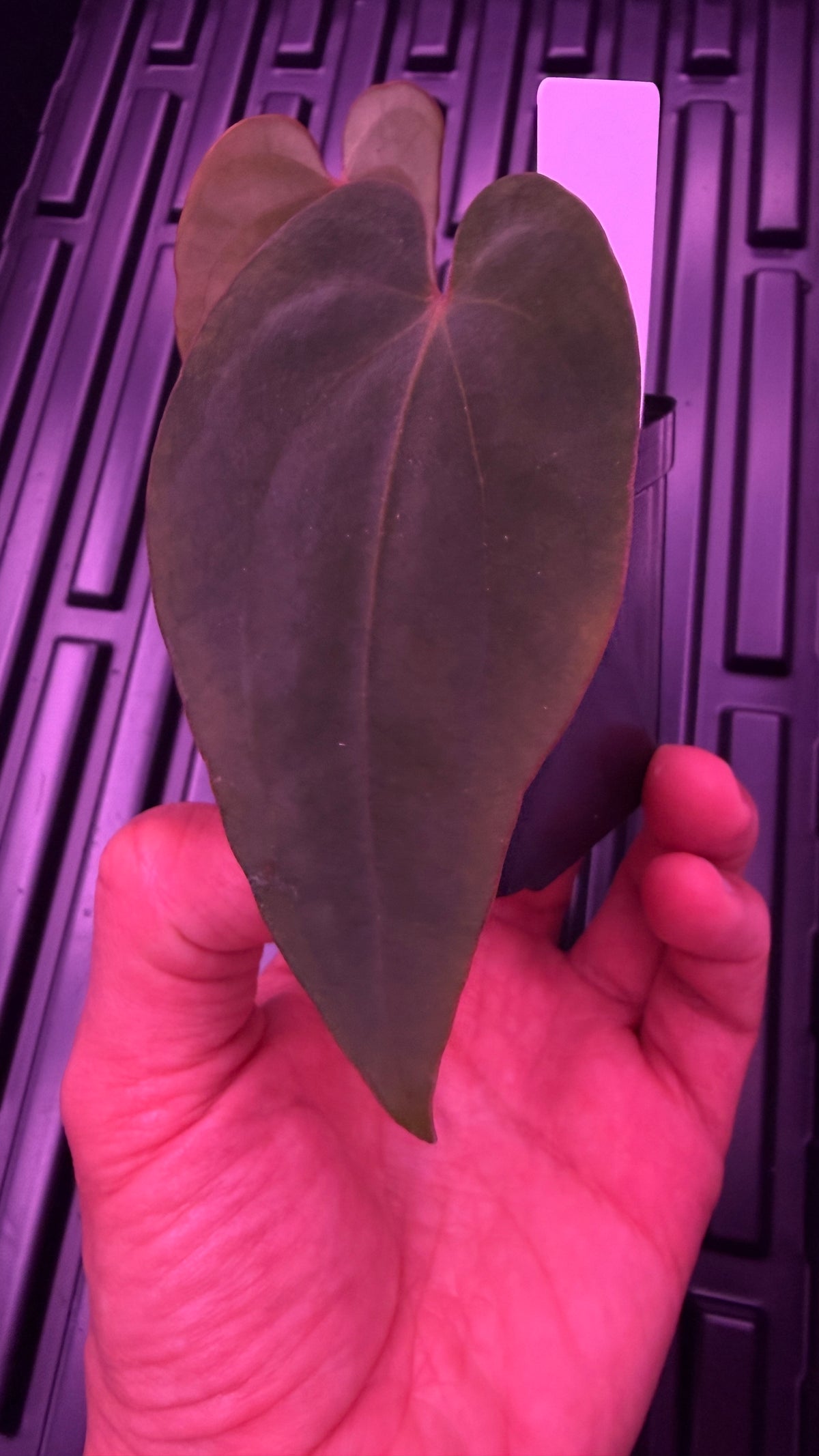 Anthurium BVEP ‘ROUND‘ X RG DRESSLERI #2 | Clones
