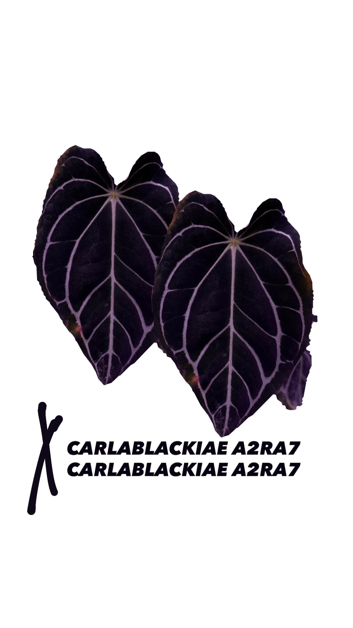 Anthurium CARLABLACKIAE A2 x RA7 S1 | Seedling