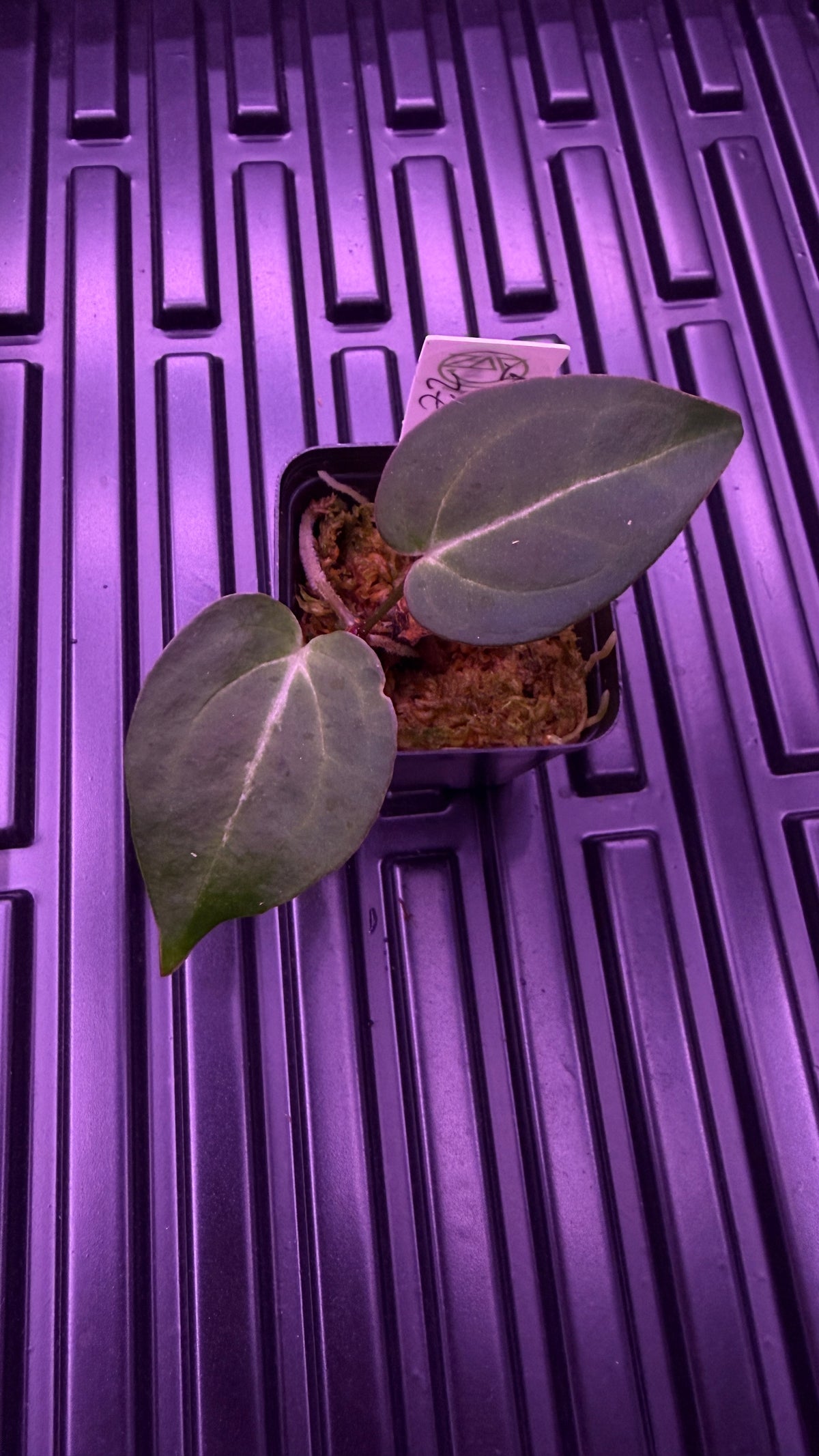 Anthurium BLACK WIDOW X RED VELVET CAKE | Clone