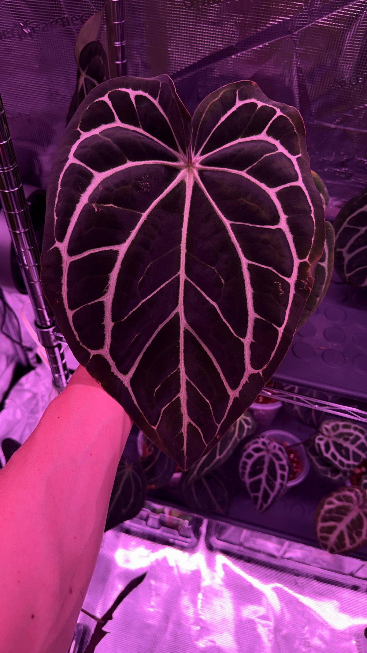 Anthurium „DRAGON SOUL“ X CARLABLACKIAE „STAR SKY“