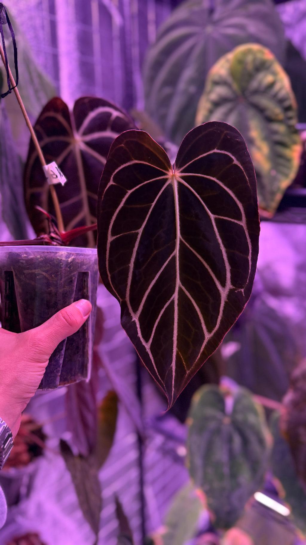 Anthurium Carlablackiae A2 x RA7 S1