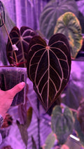 Anthurium Carlablackiae A2 x RA7 S1