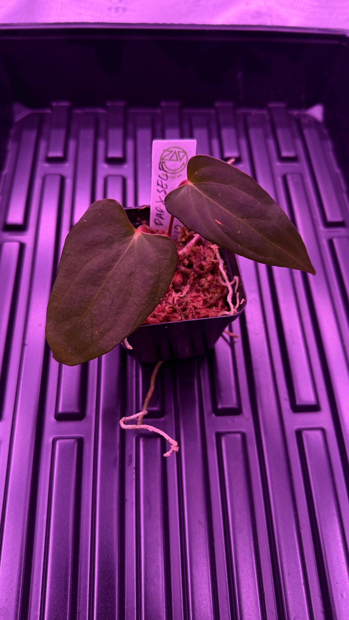 Anthurium BLUE PAPILLILAMINUM “V-SINUS“ | Clones