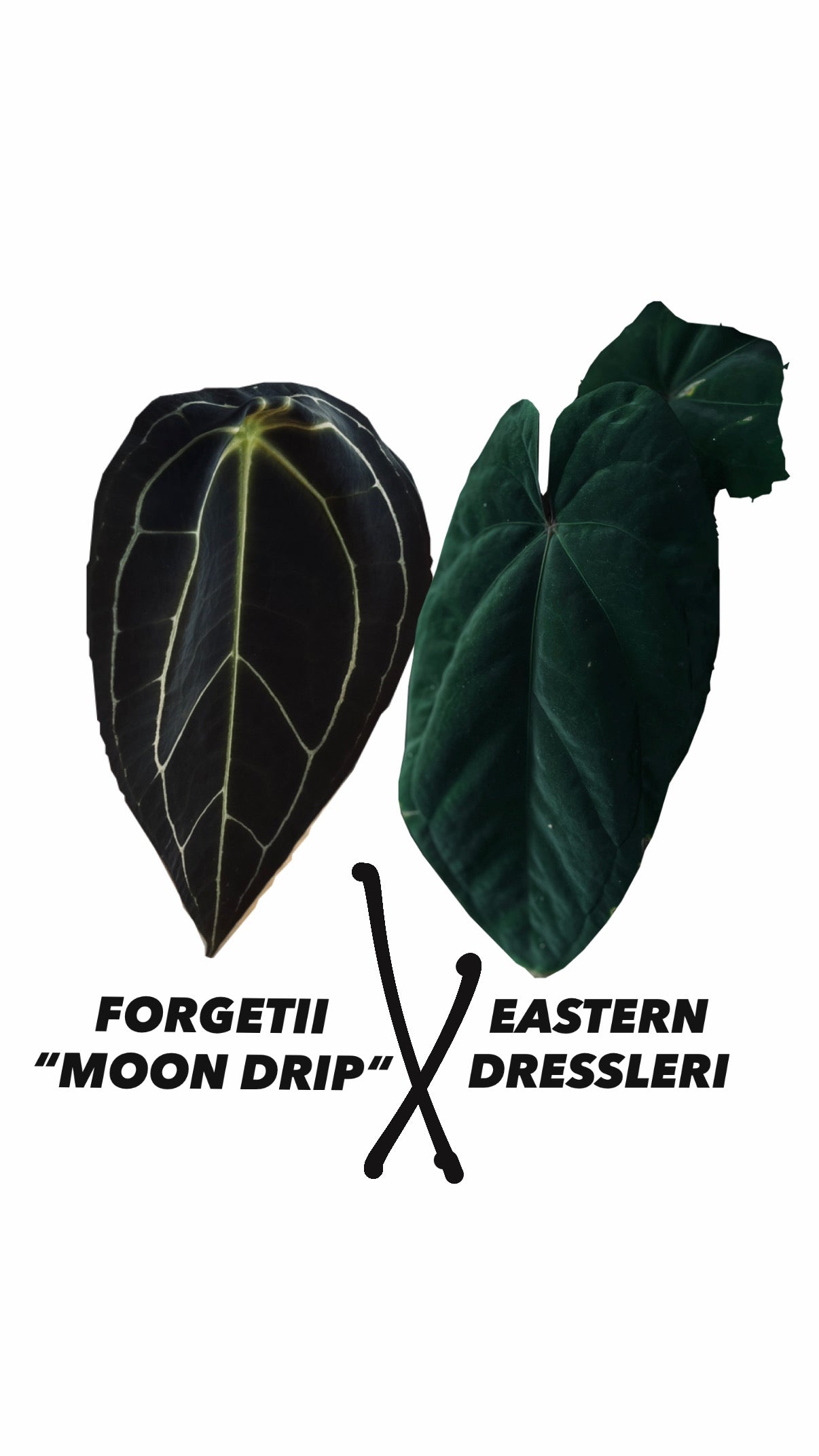 Anthurium Forgetii “MOON DRIP“ X Estern Dressleri