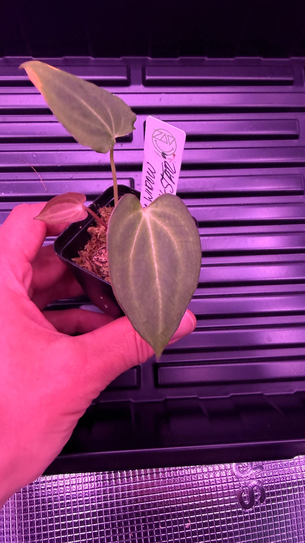 Anthurium BLACK WIDOW ‘13‘ X ‘43‘ “V-STAR“ | Clone