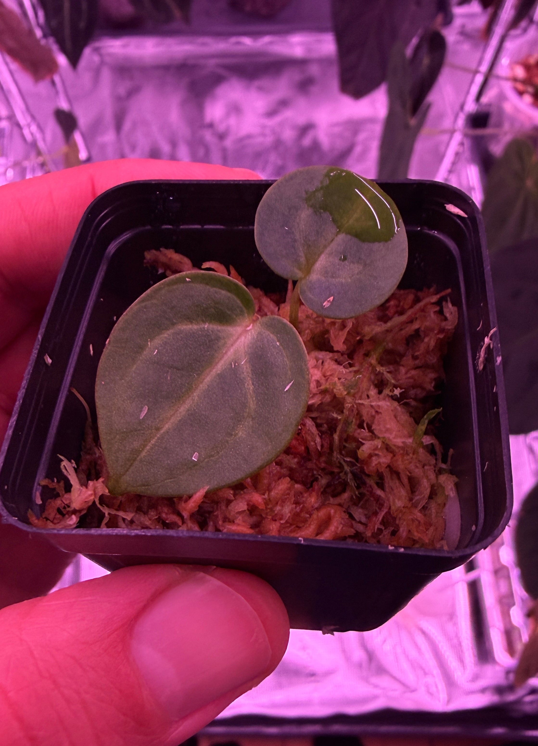Anthurium Carlablackiae A2 x RA7 S1