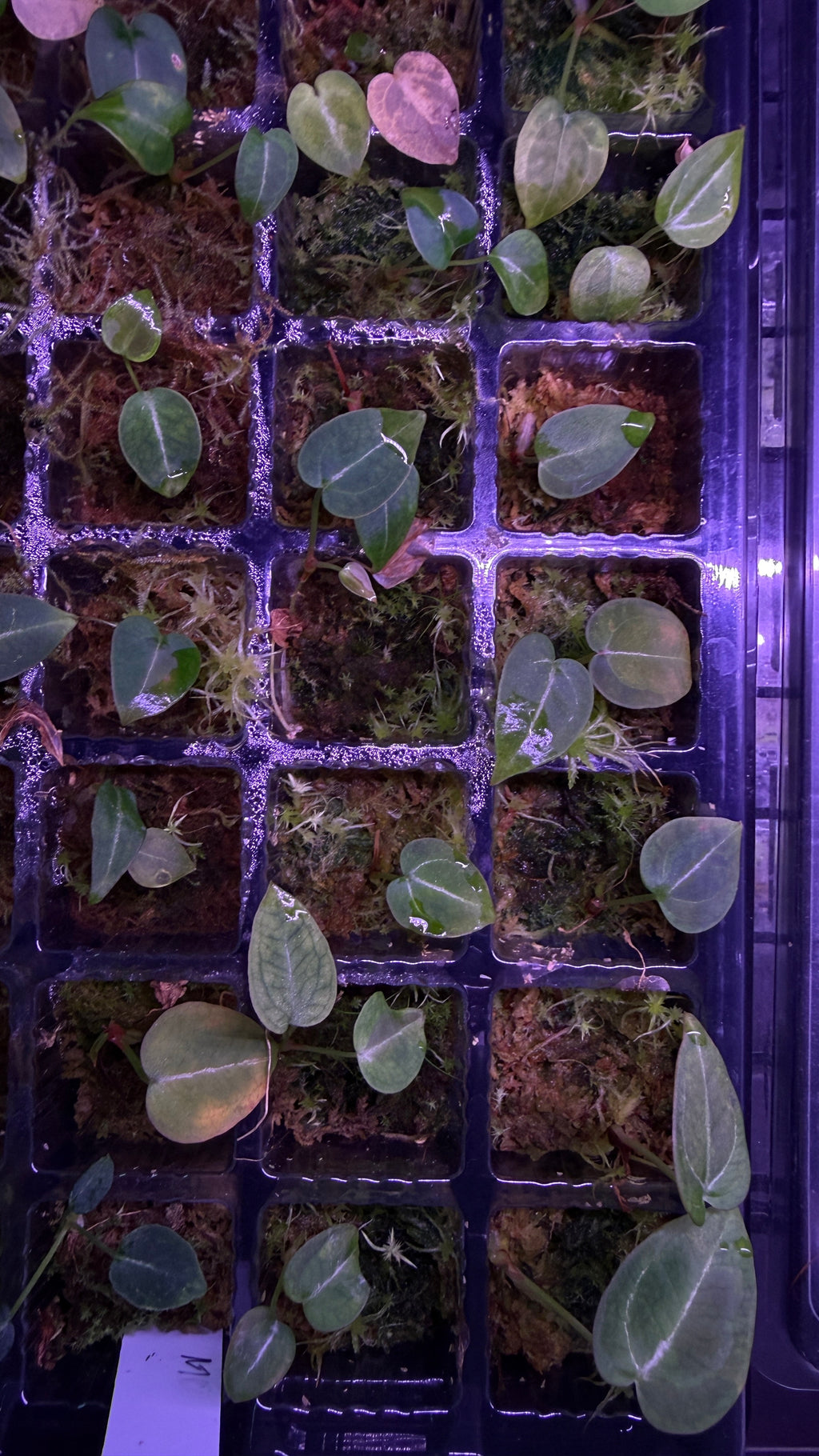 Anthurium FORGETII “MOON DRIP“ S1 | Seedlings