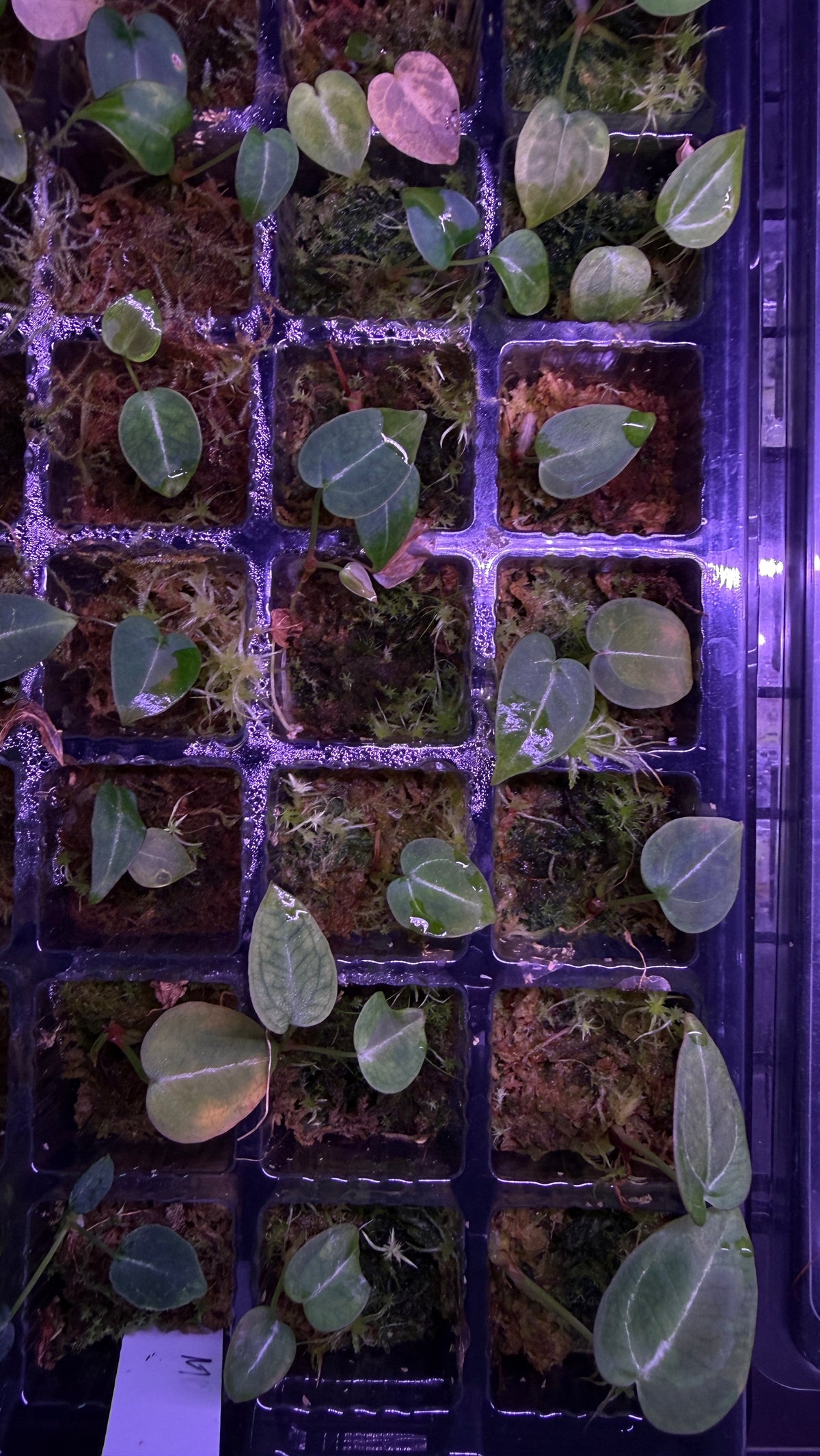 Anthurium FORGETII “MOON DRIP“ S1 | Seedlings