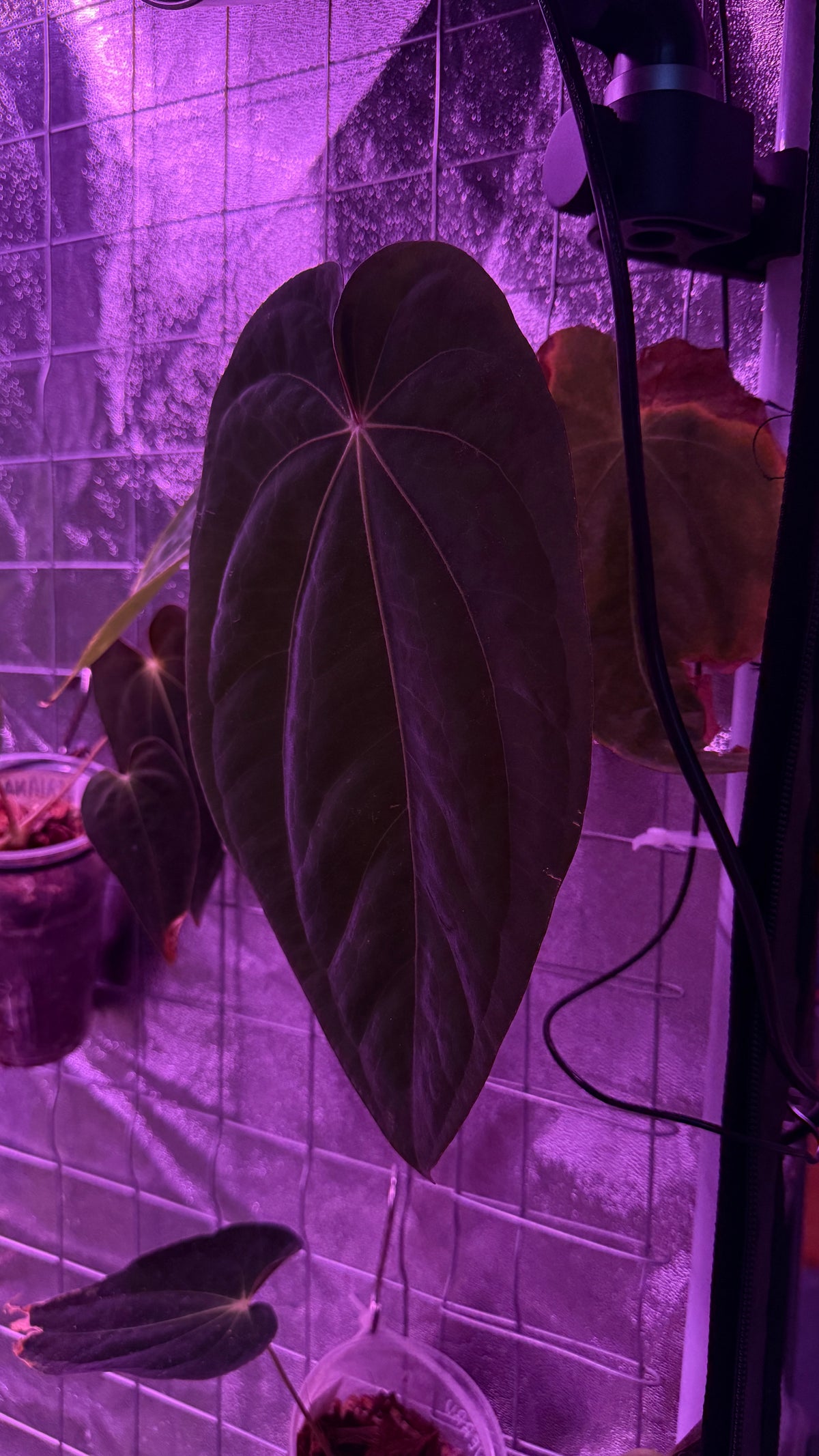 Anthurium BVEP ‘ROUND‘ X RG DRESSLERI #2 | Clones