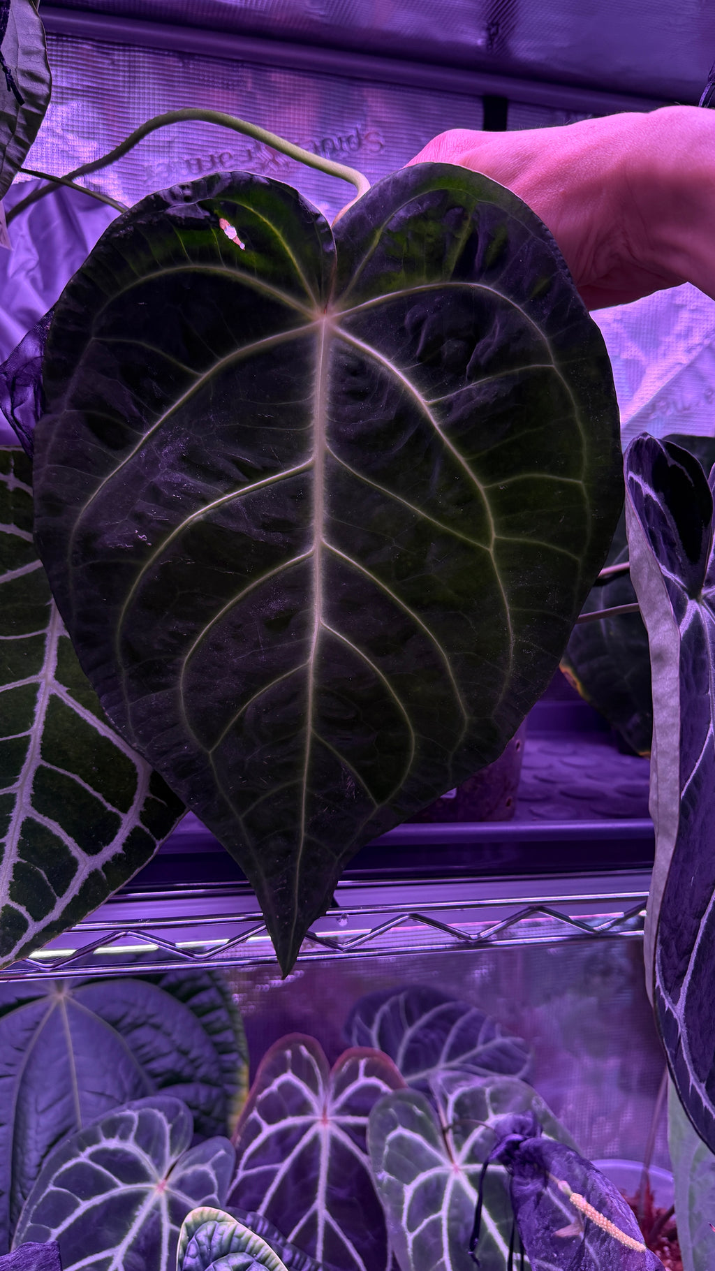 Anthurium BESSEAE TRUE var. Ondulada S1 | Seedling