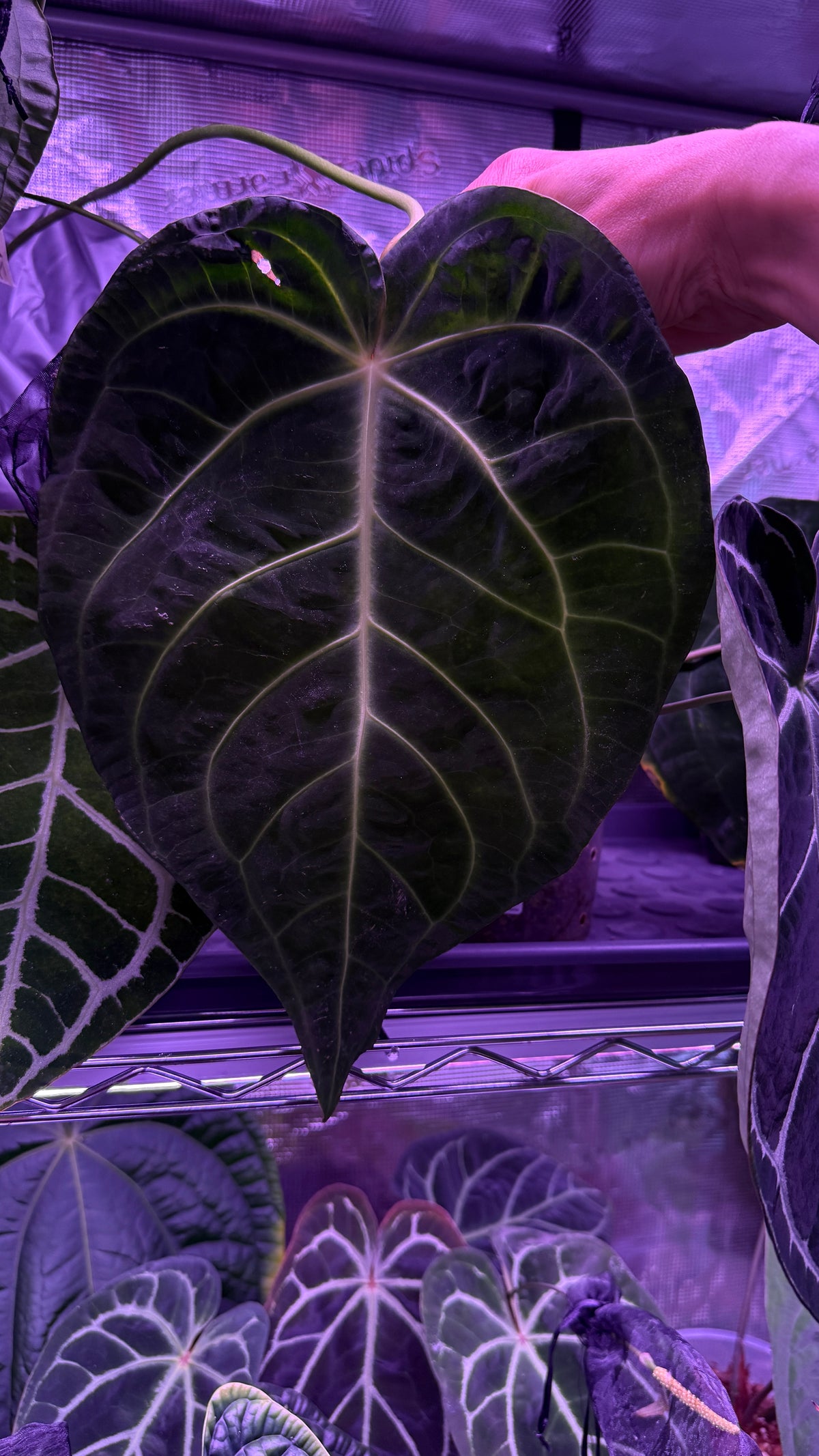 Anthurium BESSEAE TRUE var. Ondulada S1 | Seedling