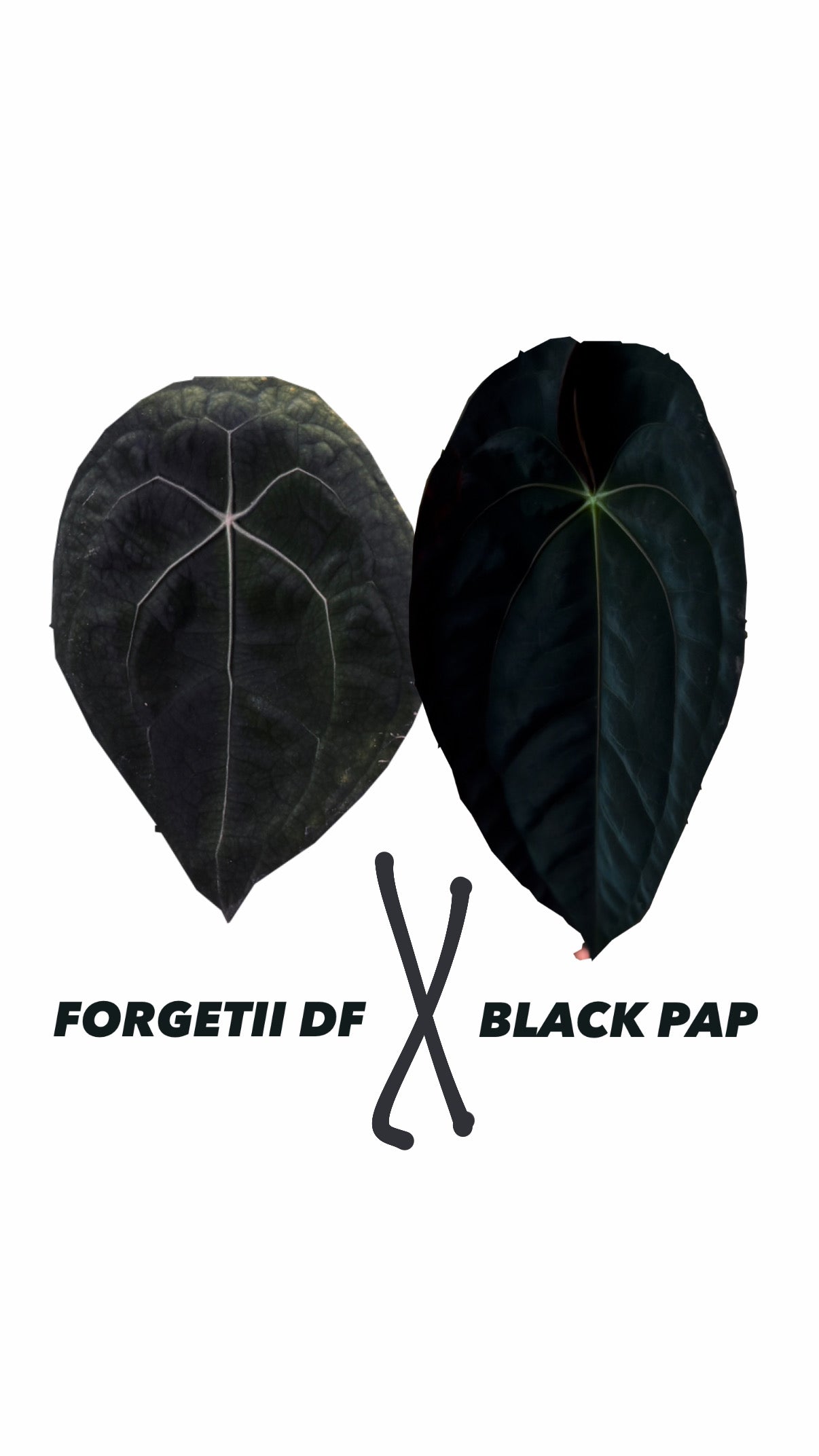 Anthurium Forgetii DF X Black Papillilaminum