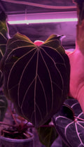 Anthurium BLACK WIDOW ‘13‘ X ‘43‘ “V-STAR“ | Clone