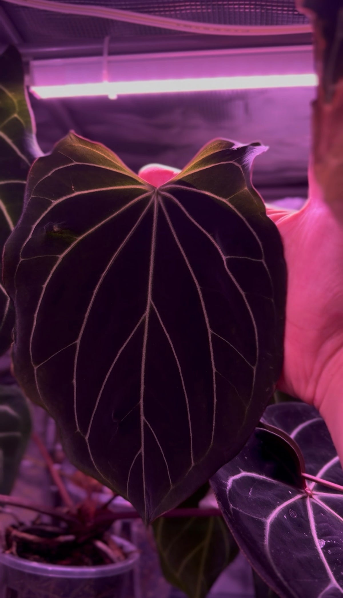 Anthurium BLACK WIDOW ‘13‘ X ‘43‘ “V-STAR“ | Clone