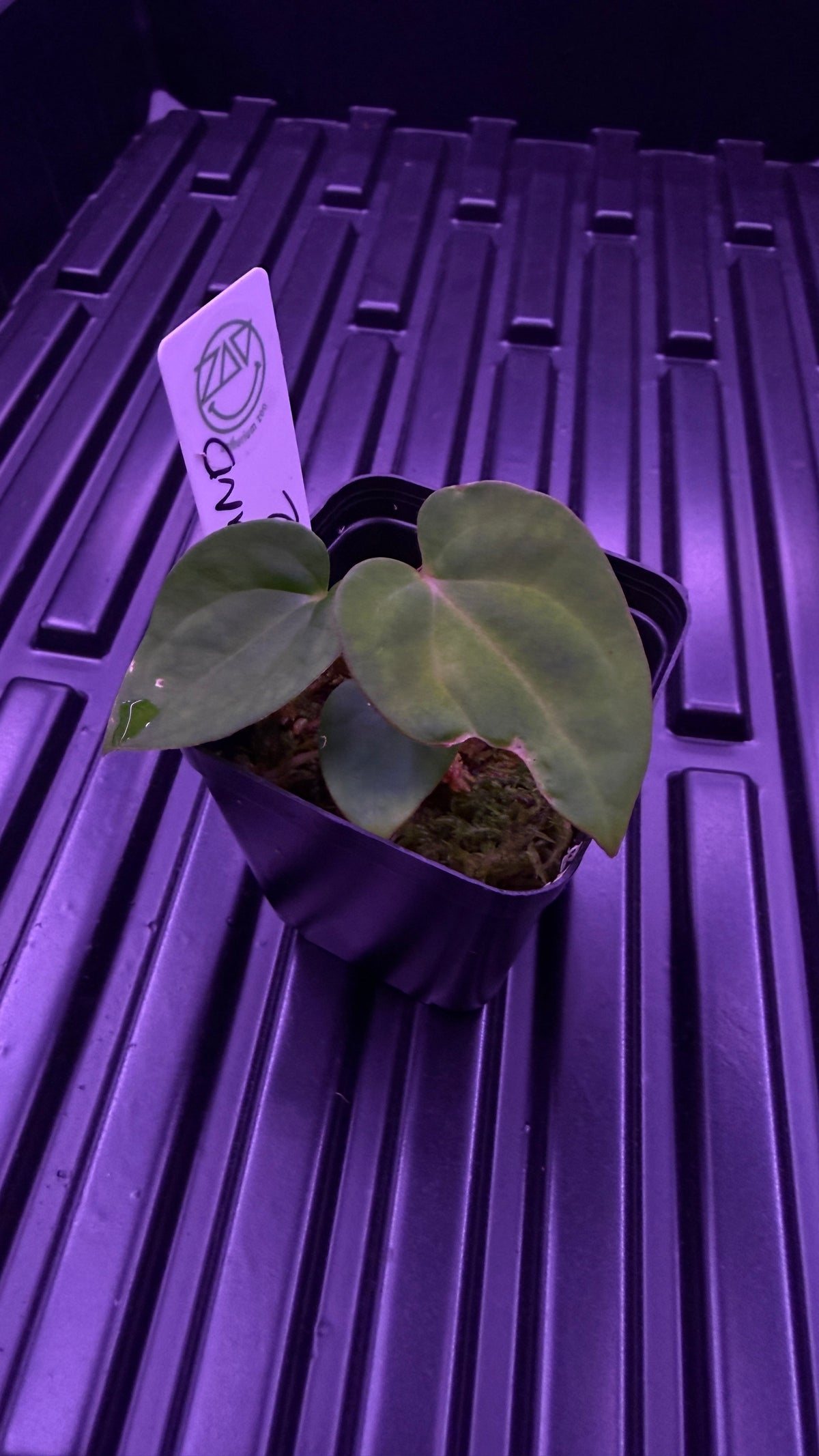 Anthurium BVEP ‘ROUND‘ X RG DRESSLERI #2 | Clones