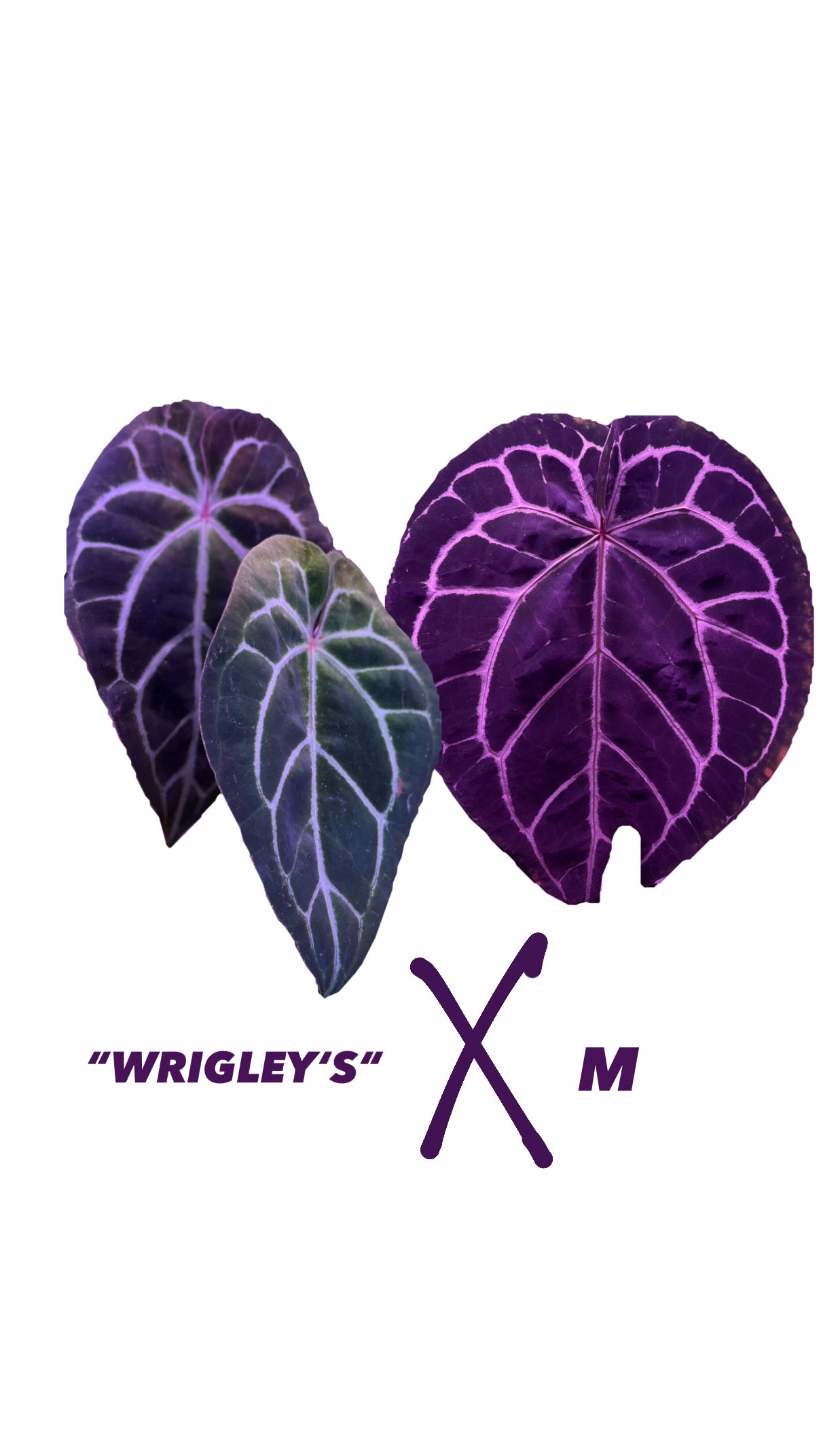 Anthurium Wrigley´s X M