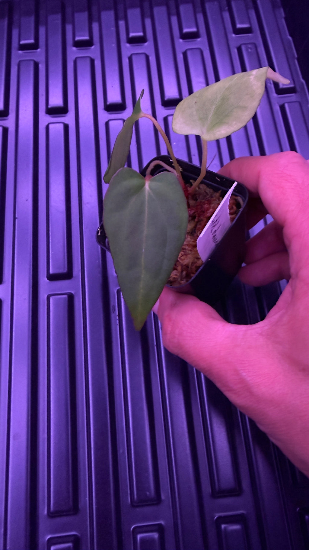 Anthurium BLUE PAPILLILAMINUM “V-SINUS“ | Clones
