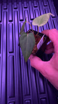 Anthurium BLUE PAPILLILAMINUM “V-SINUS“ | Clones