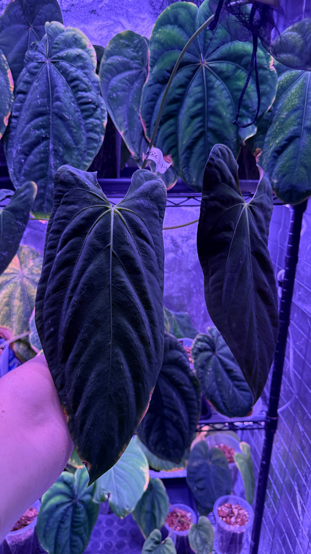 Anthurium RLFS S1 | Clones