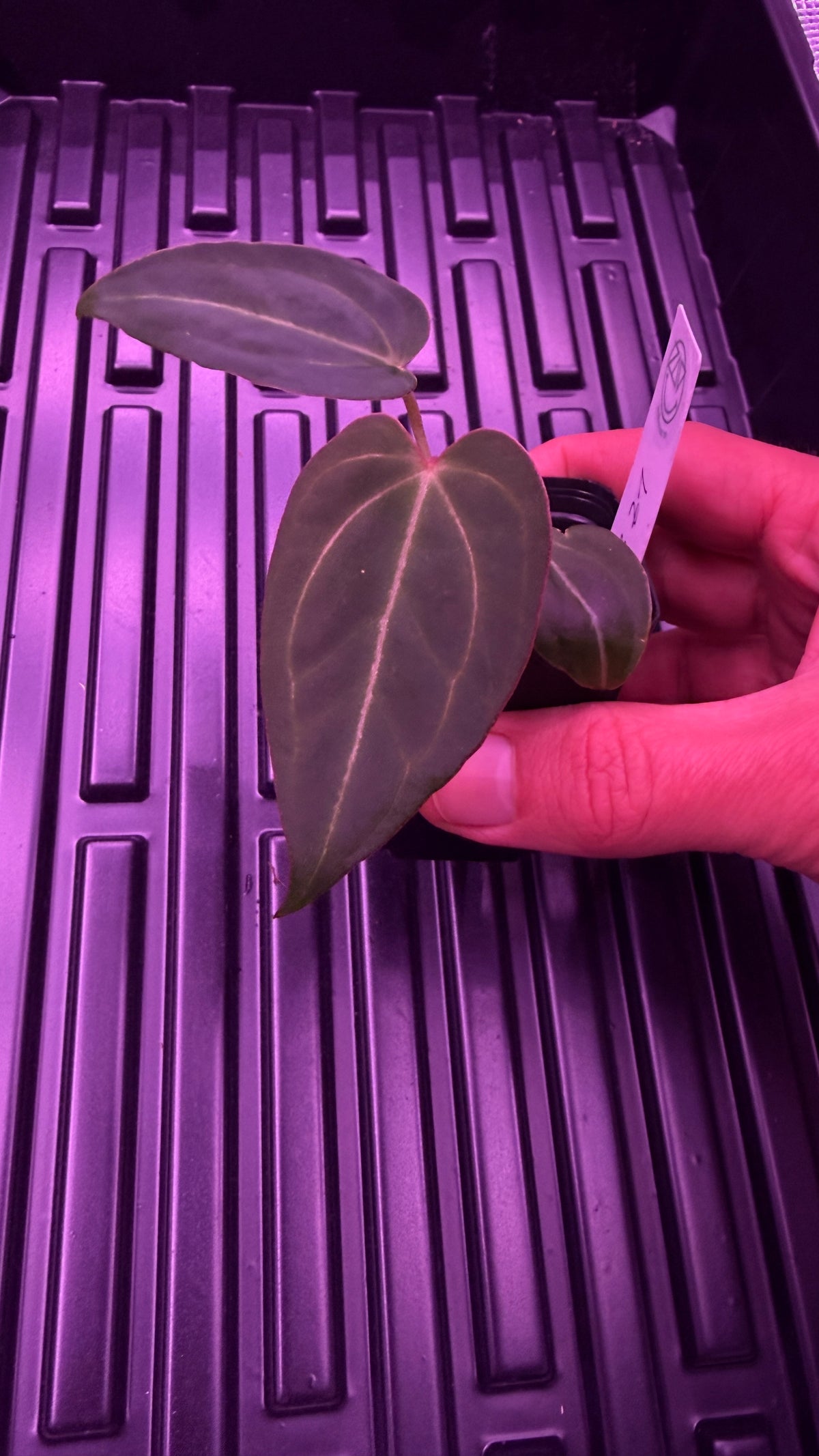 Anthurium BLACK WIDOW ‘13‘ X ‘43‘ | Clone
