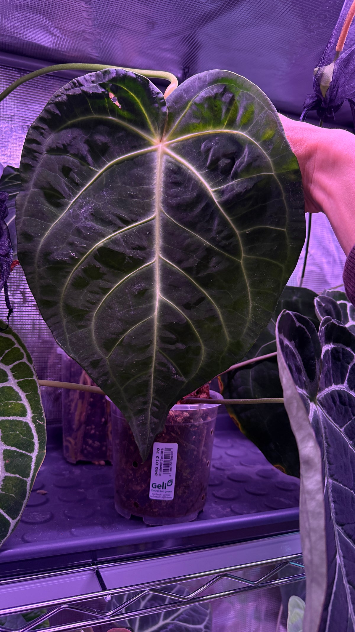 Anthurium BESSEAE TRUE var. Ondulada S1 | Seedling