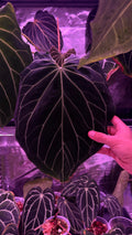 Anthurium BLACK WIDOW ‘13‘ X ‘43‘ “IMPALA“ | Clone