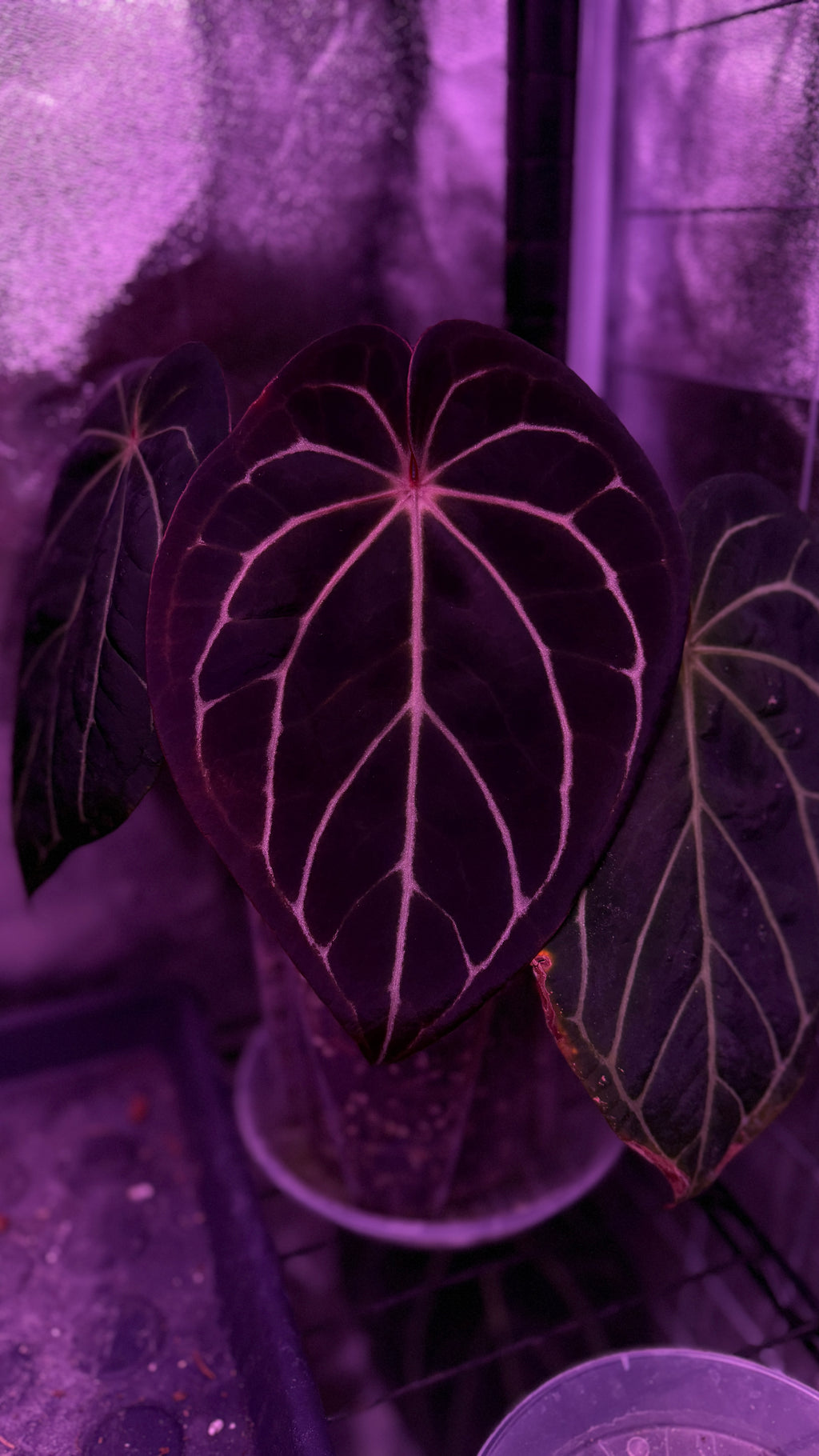 Anthurium BLACK WIDOW X RED VELVET CAKE | Clone