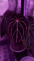 Anthurium BLACK WIDOW X RED VELVET CAKE | Clone