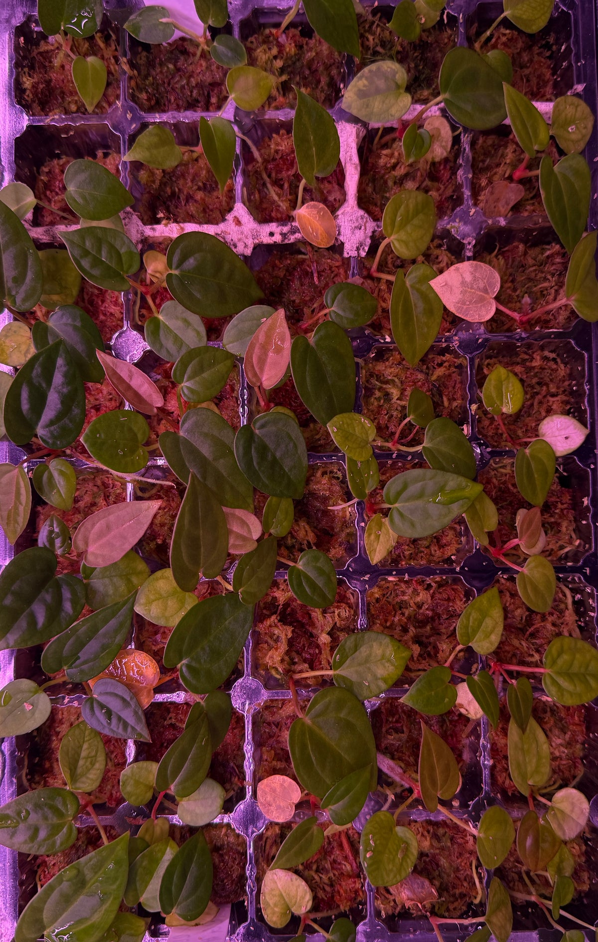 Anthurium (ZARA X RED VELVET CAKE) X DRESSLERI RG #2 S1 | Seedlings