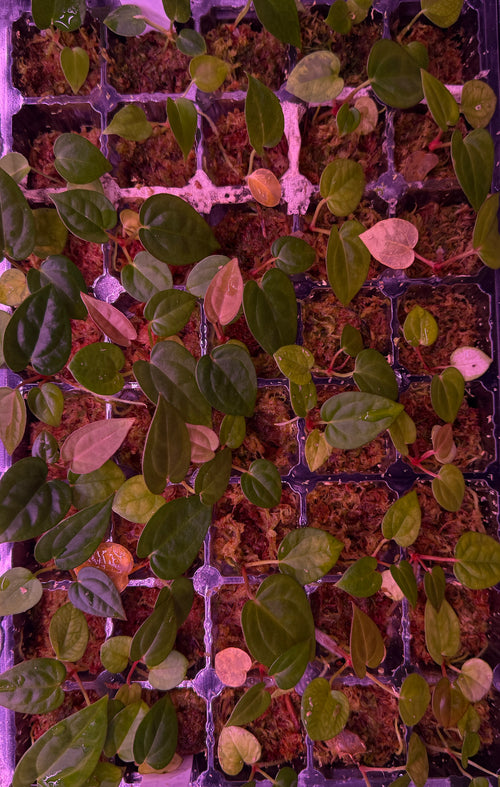 Anthurium (ZARA X RED VELVET CAKE) X DRESSLERI RG #2 S1 | Seedlings