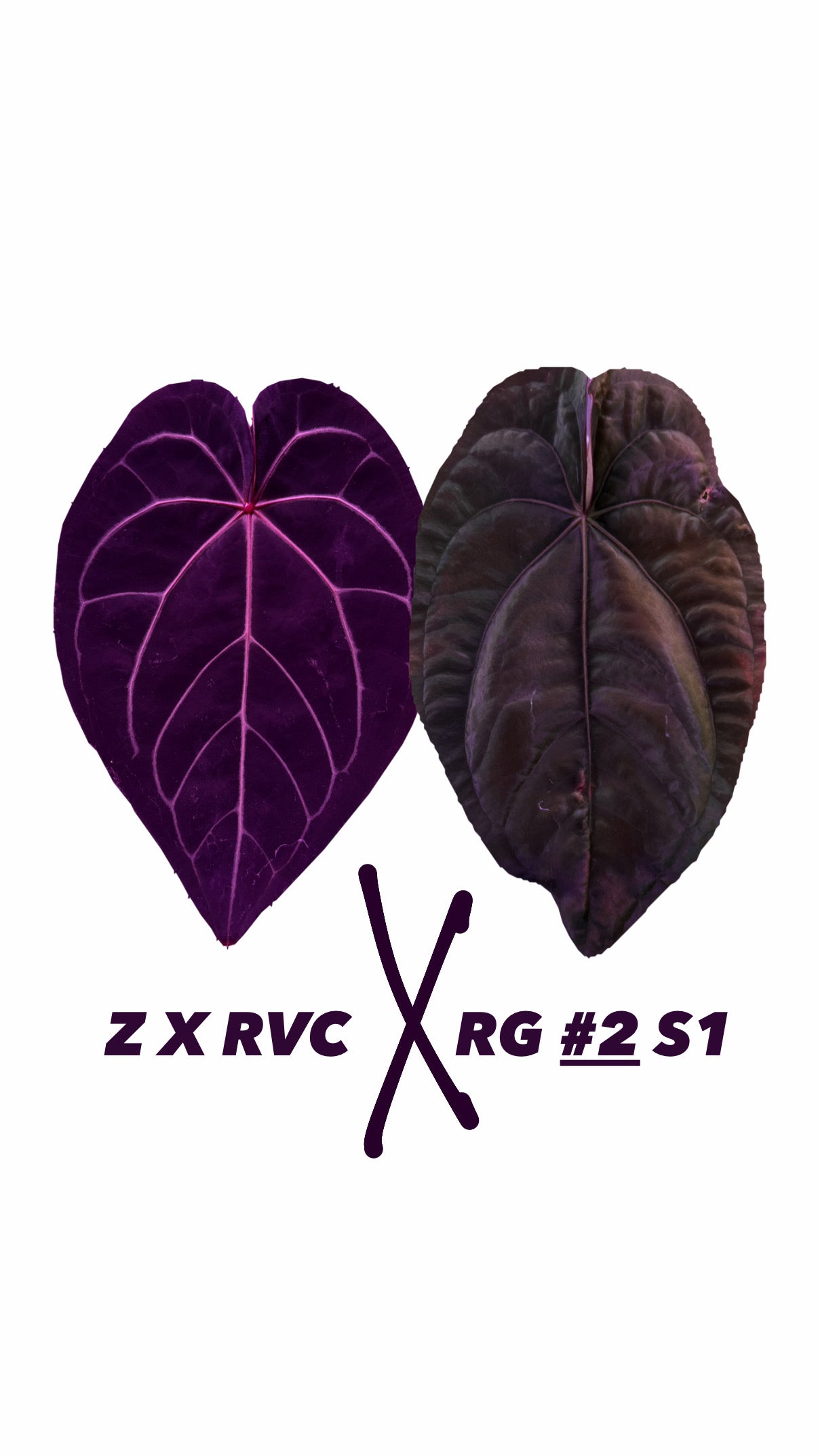 Anthurium ZxRVC X Dressleri RG #2 S1