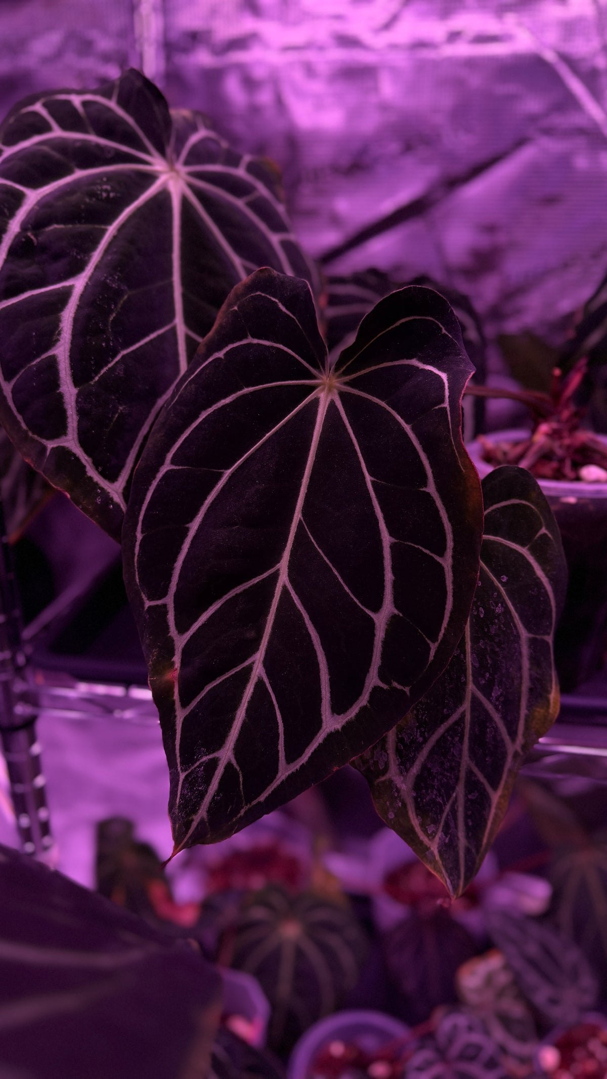 Anthurium CARLABLACKIAE A2 x RA7 S1 | Seedling