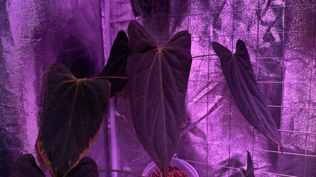 Anthurium BLUE PAPILLILAMINUM “V-SINUS“ | Clones