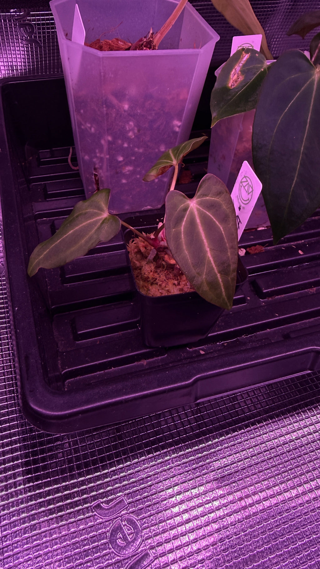 Anthurium BLACK WIDOW ‘13‘ X ‘43‘ “IMPALA“ | Clone