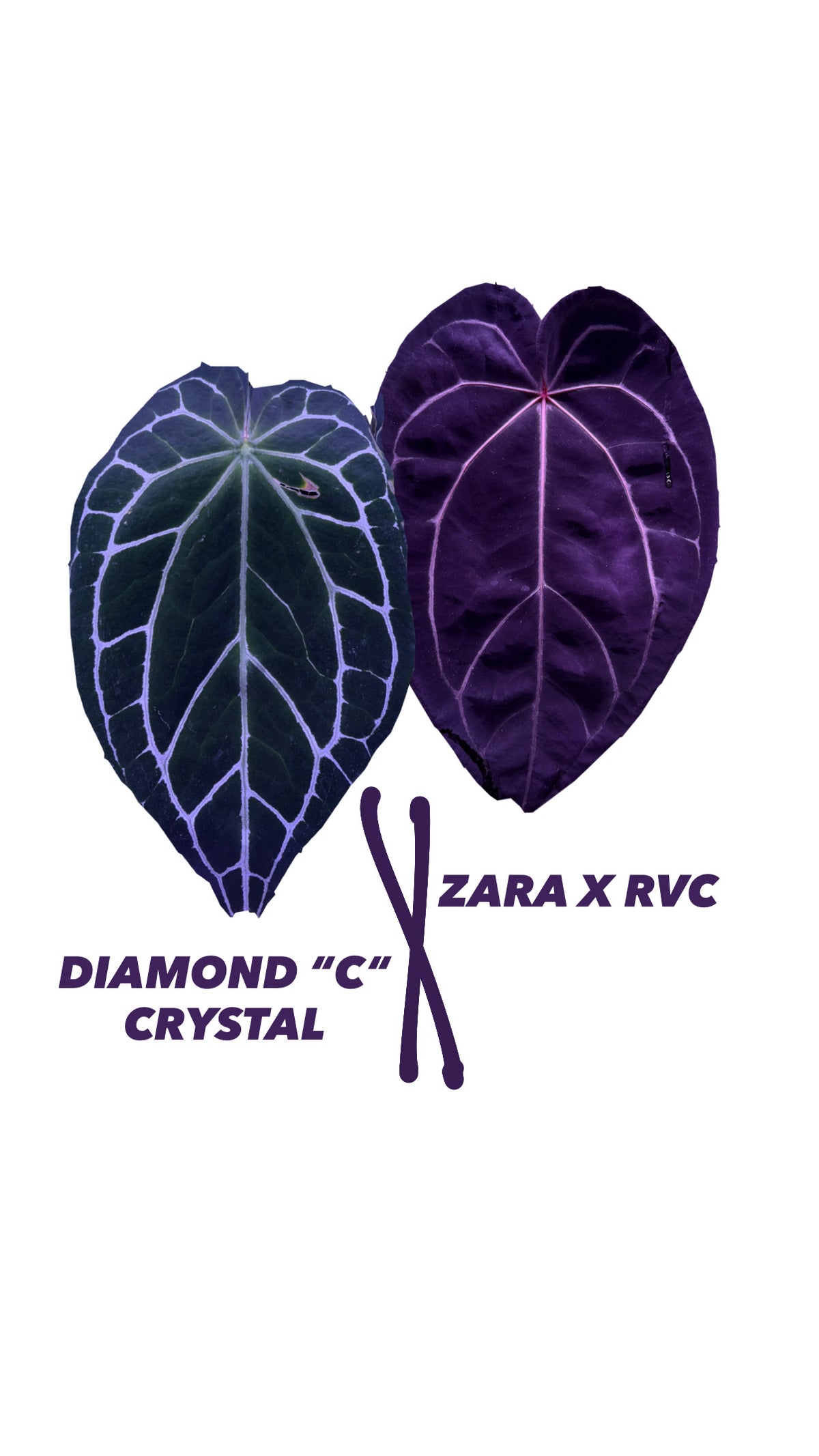 Anthurium CRYSTALLINUM DIAMOND „C“ X (ZARA X RVC) | 2 seeds