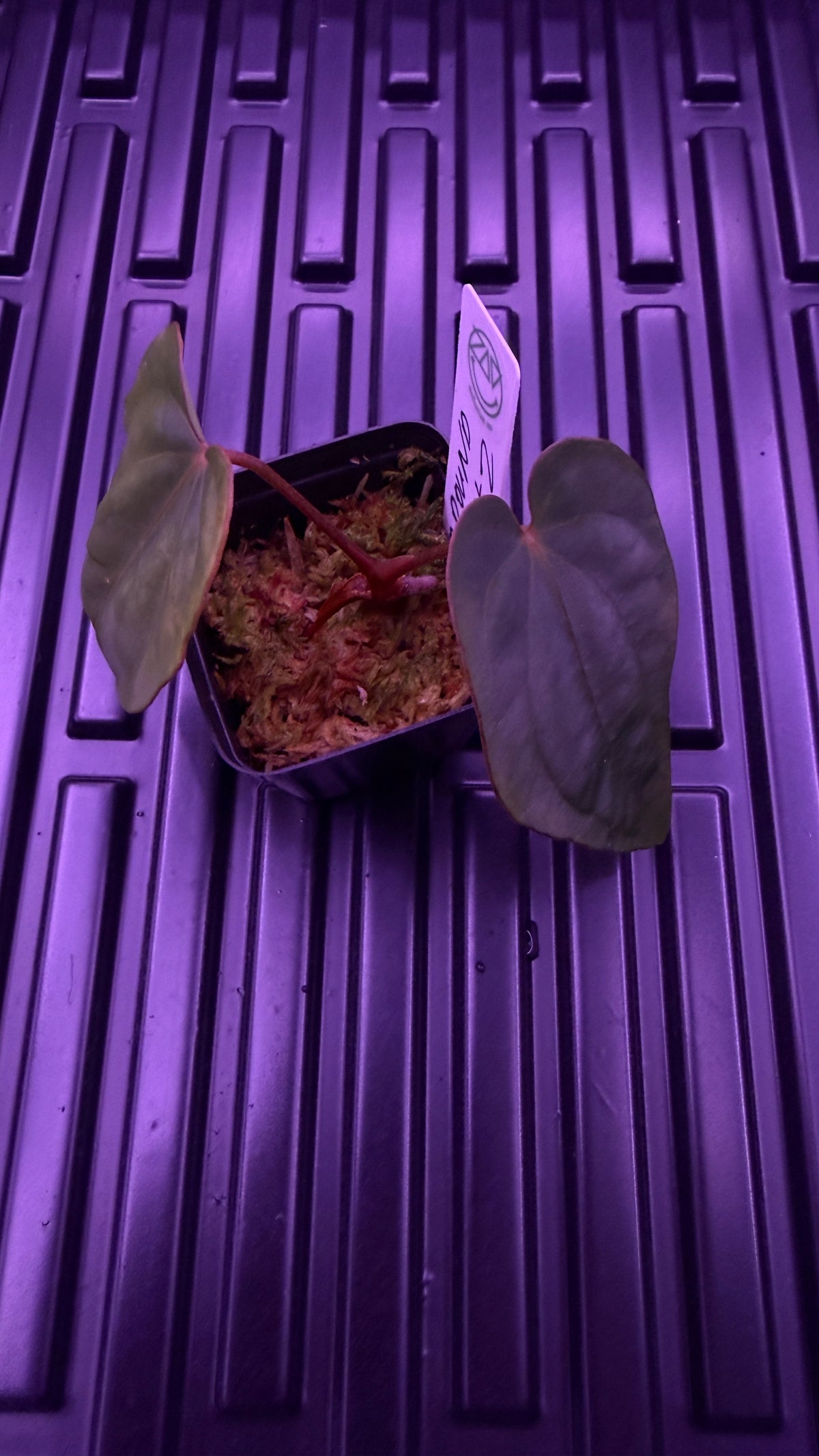 Anthurium BVEP ‘ROUND‘ X RG DRESSLERI #2 | Clones