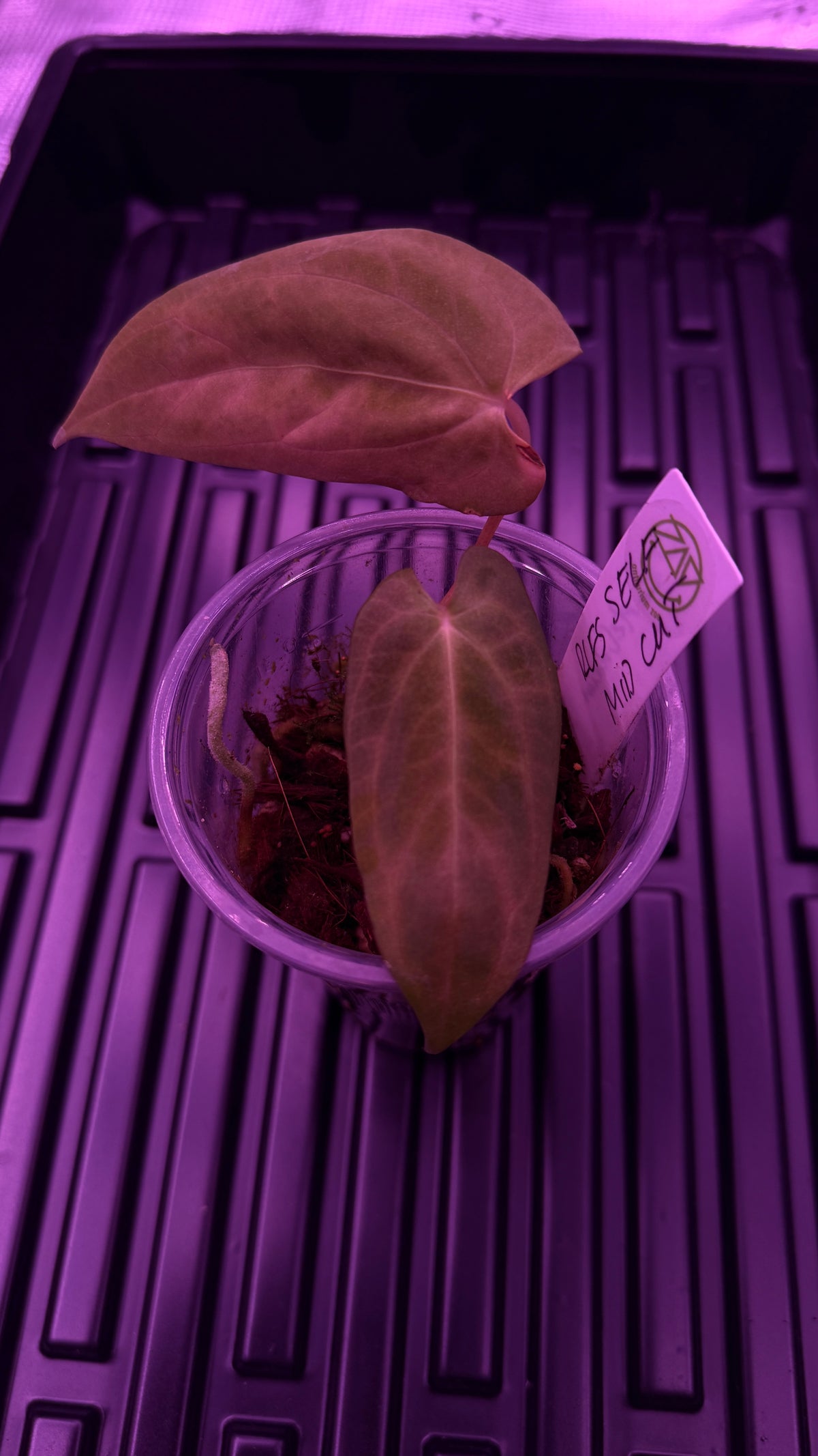 Anthurium RLFS S1 | Clones