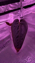Anthurium Dark & Handsome X Red Velvet Cake Z1 selected