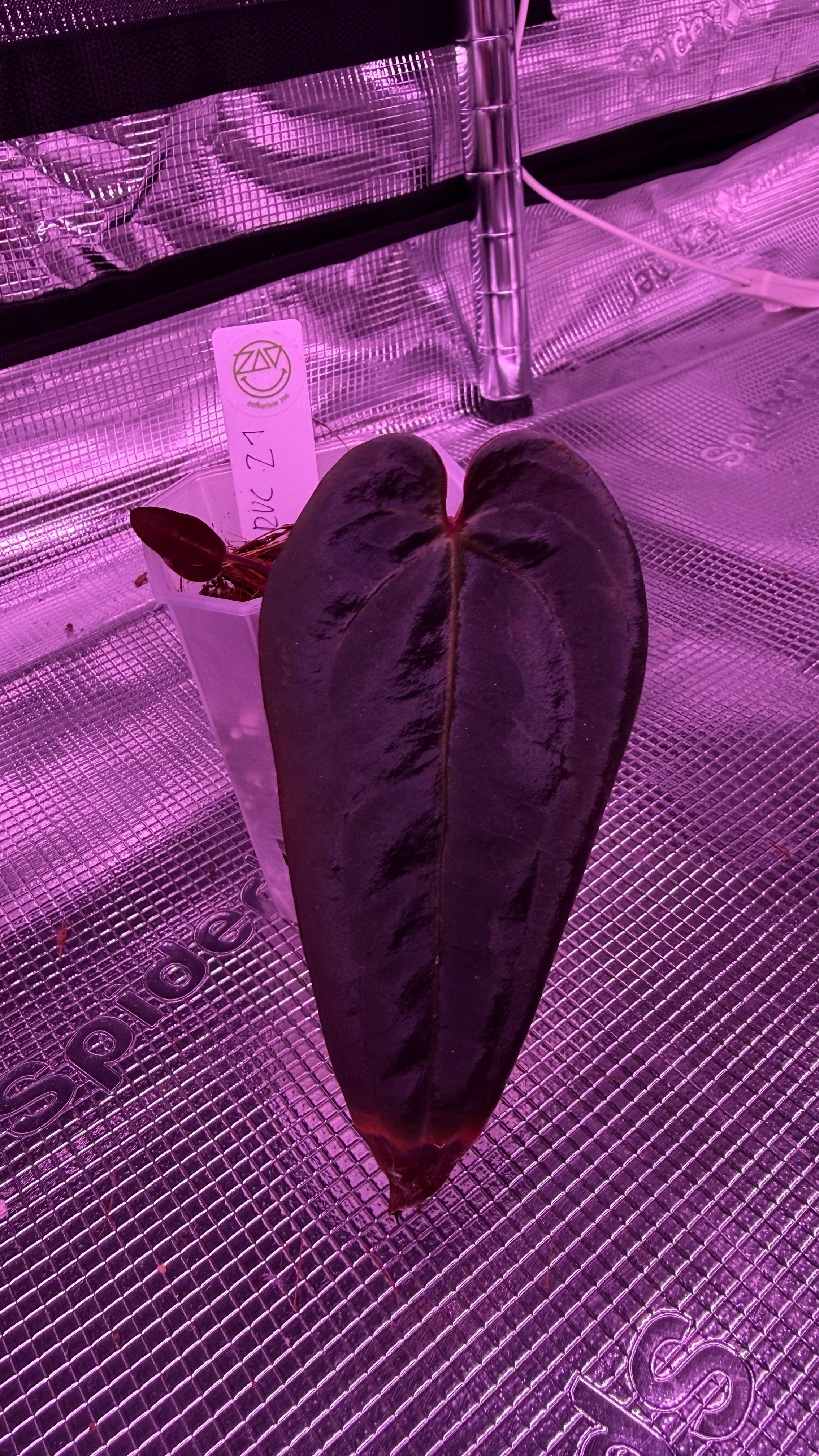 Anthurium Dark & Handsome X Red Velvet Cake Z1 selected