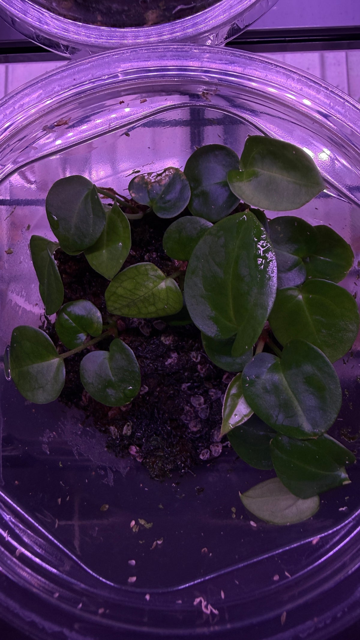 Anthurium BESSEAE AFF H74 X (ZARA x RVC) | 2 seedlings