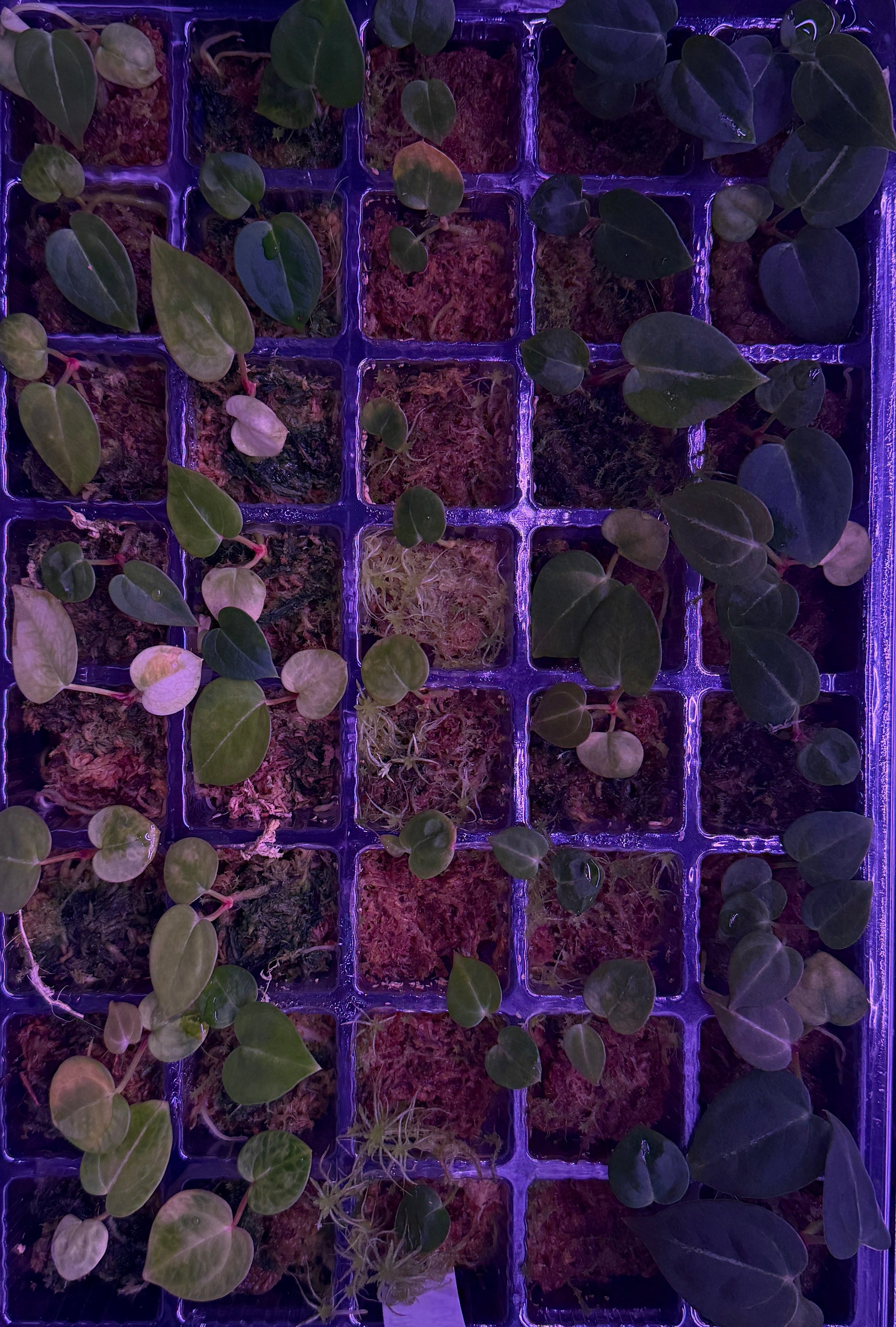 Anthurium Crystallinum Z1 X (Z X RVC) | 2 seedlings – anthurium zoo
