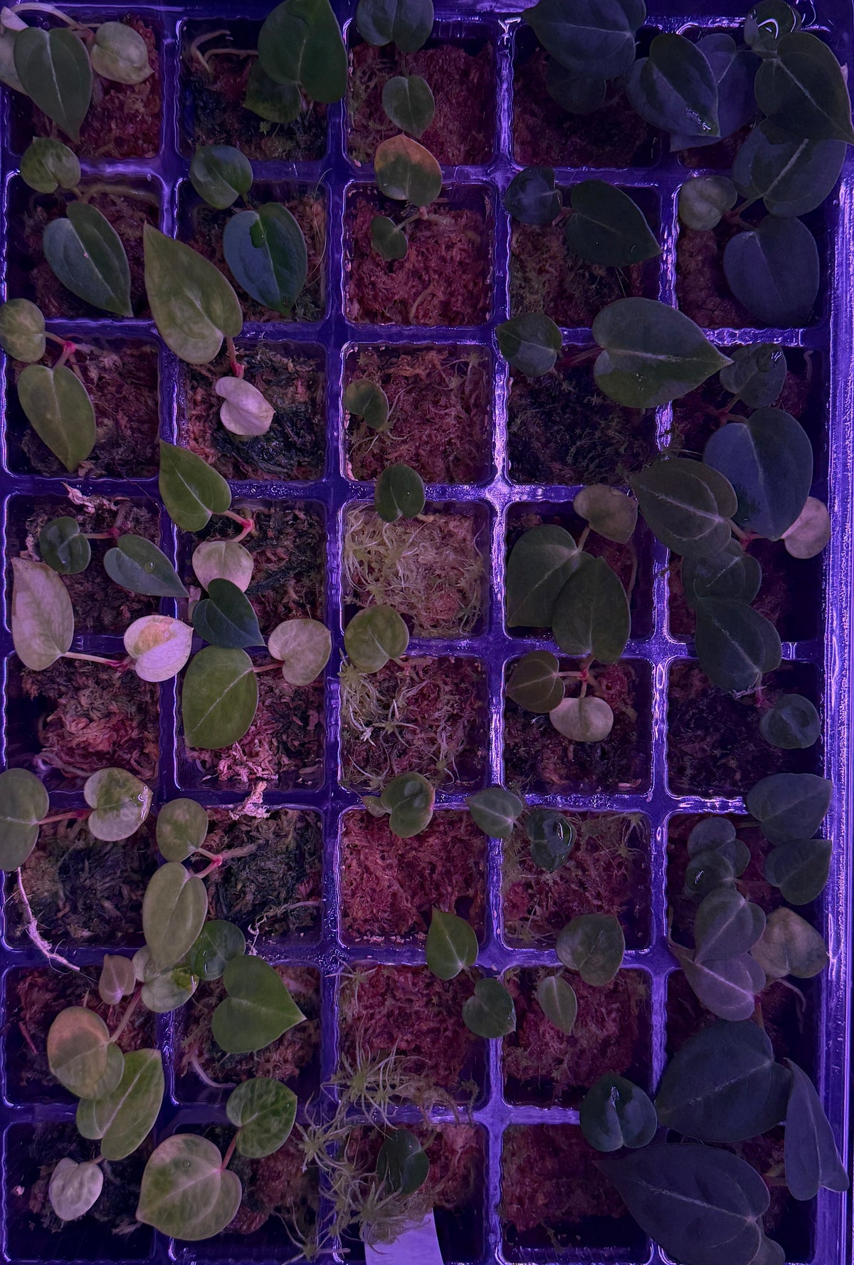 Anthurium Crystallinum Z1 X (Z X RVC) | 2 seedlings