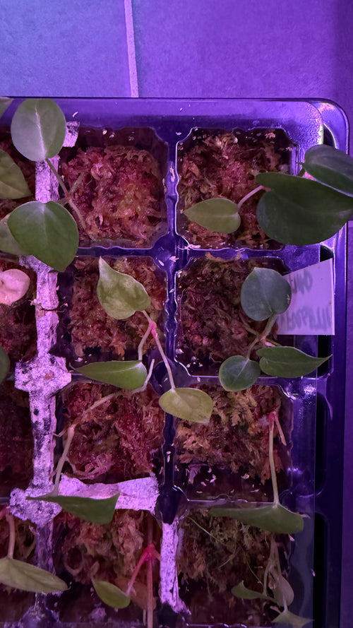 Anthurium (MAGNIFICUM X FORGETII) X FORGETII “MOON DRIP“ | Seedlings