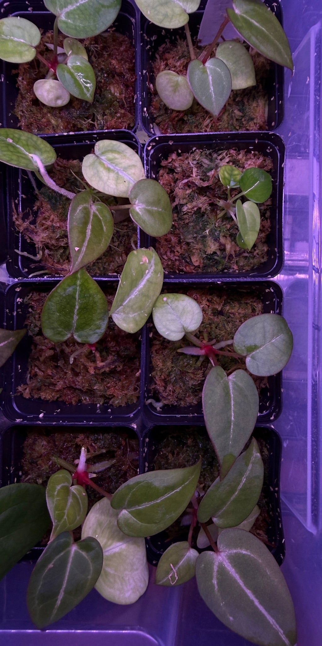 Anthurium WRIGLEY´S X MICHELLE | 1 Seedling