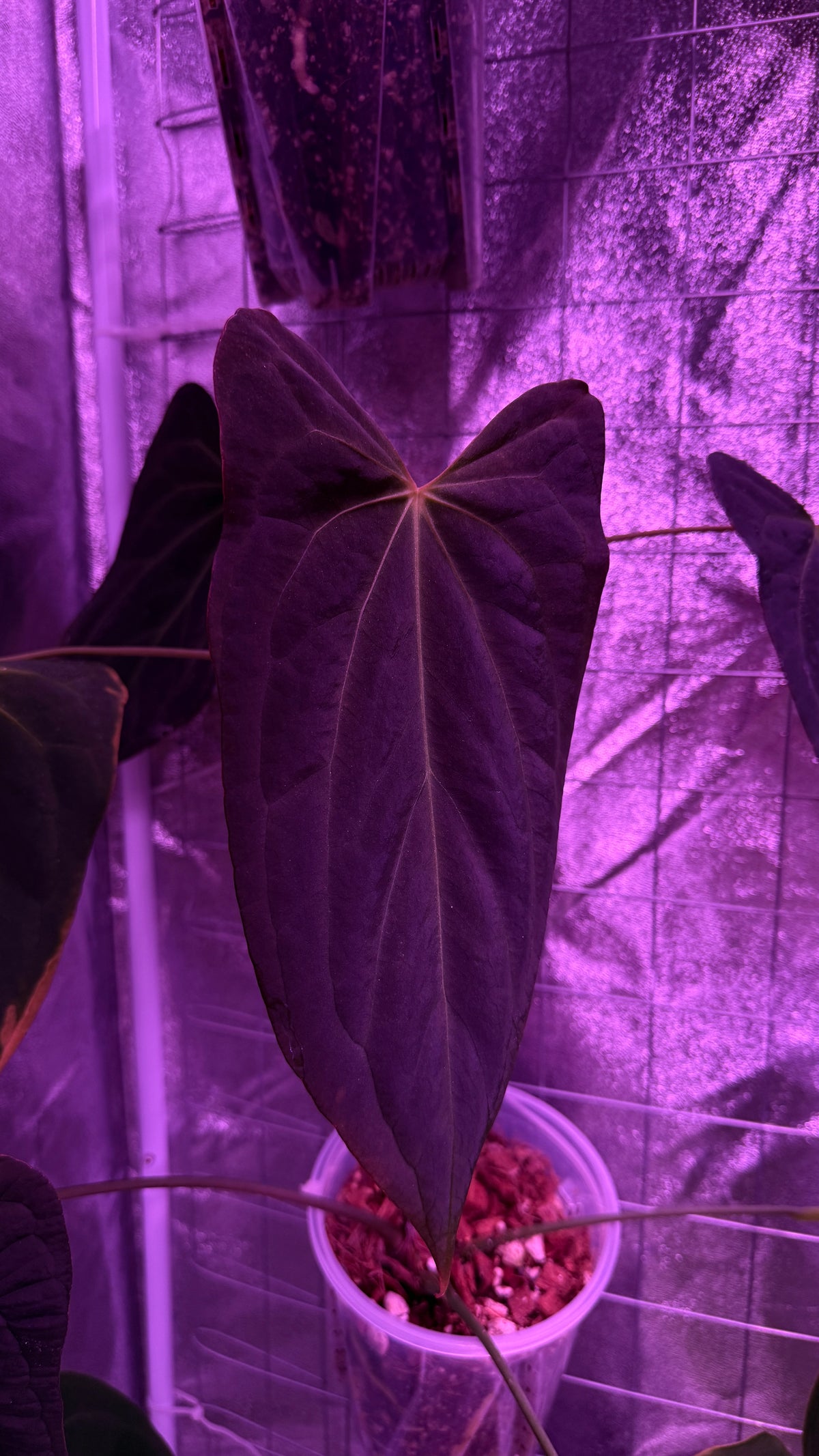 Anthurium BLUE PAPILLILAMINUM “V-SINUS“ | Clones